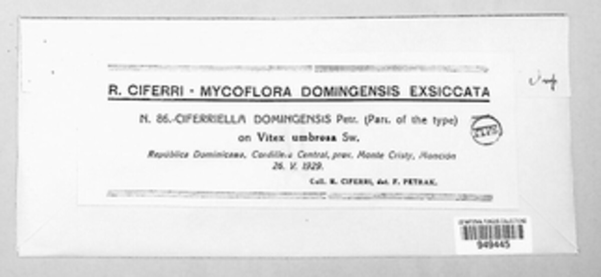 Pseudocercospora domingensis image